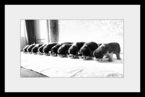 PHOTOBAY - saint bernard puppies - Photographie