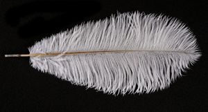 Feuillazur -  - Ostrich Feather