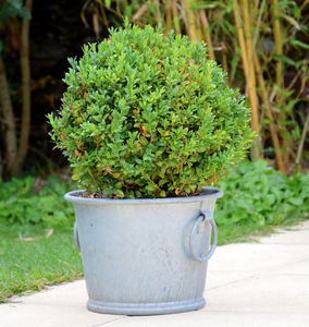 ZINC ET JARDIN -  - Garden Pot
