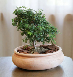 POTERIE GOICOECHEA -  - Bonsai Pot