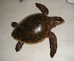 cap vert - tortue - Animal Sculpture