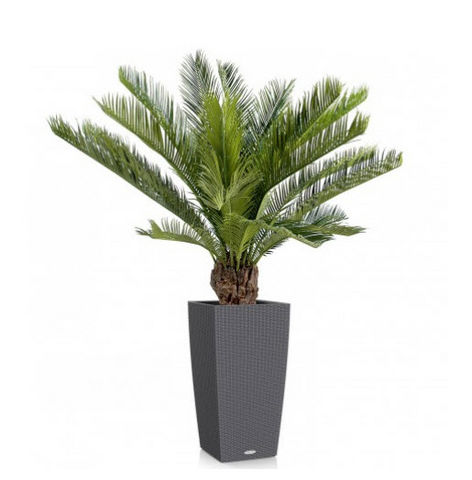 FLORE EVENTS - Artificial tree-FLORE EVENTS-Cycas