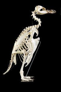 Design Et Nature Esqueleto de animal