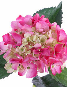 Top Art International - hortensia - Flor Artificial